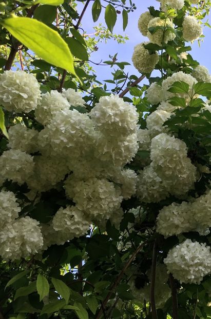 C7EB9EBC-9DD1-4B3F-82AB-DBD419CB06EA - Arbuști 2018