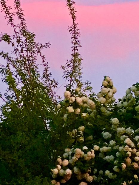 A22D8B5D-4CE4-4333-935C-13CA178F3933 - Arbuști 2018