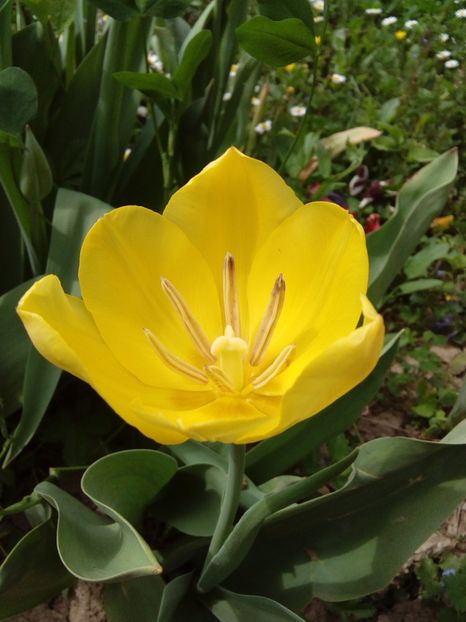  - AAAAA_LALELE 2016_2017_2018_2019