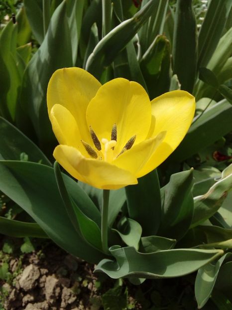  - AAAAA_LALELE 2016_2017_2018_2019