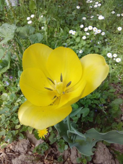  - AAAAA_LALELE 2016_2017_2018_2019