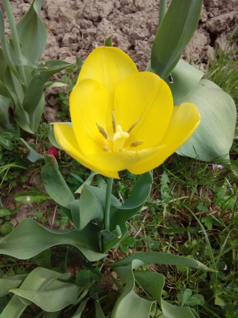  - AAAAA_LALELE 2016_2017_2018_2019