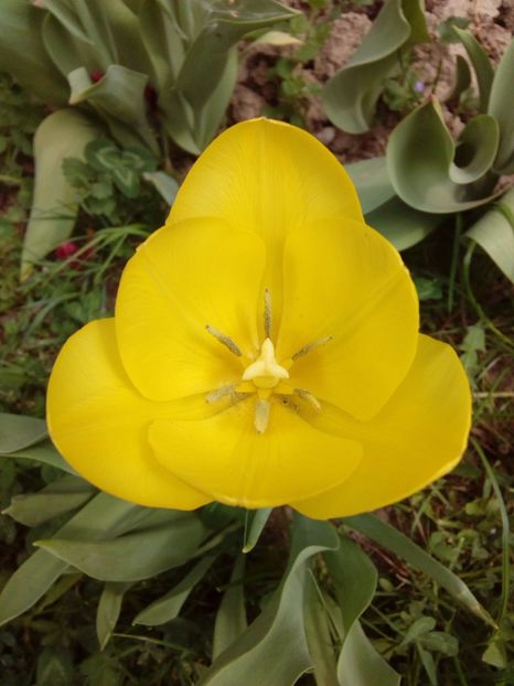  - AAAAA_LALELE 2016_2017_2018_2019