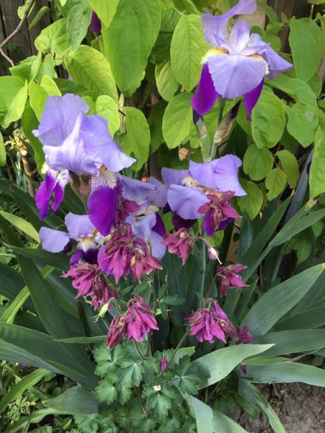 A23FED4D-6EDA-489B-8D21-59C29A98319E - Iriși 2018