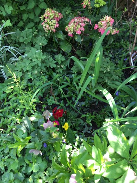 9E080E1B-6744-4CBC-BBE9-837ABBC95404 - Arbuști 2018