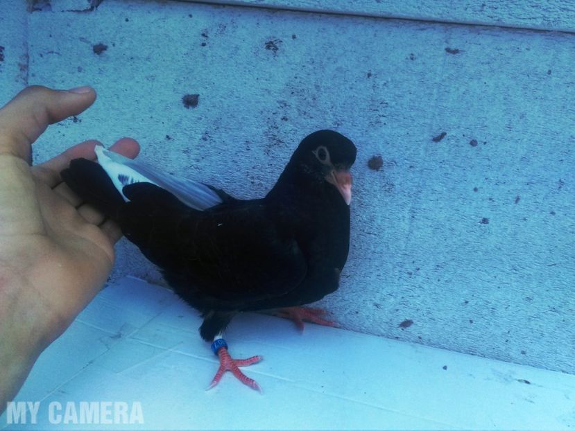 Pui Birmingham roller 2018 - Roller de Birmingham