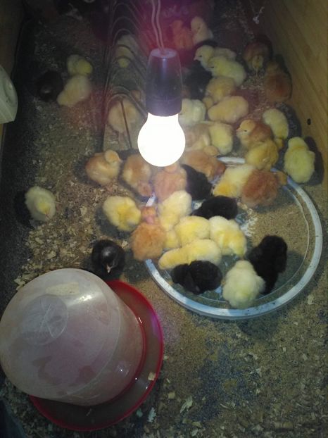 16 Martie - Australorp pui - seria 2