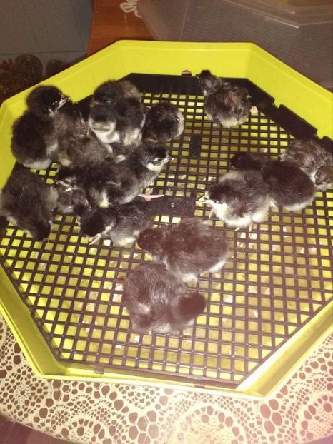 12 Martie - Australorp pui - seria 2