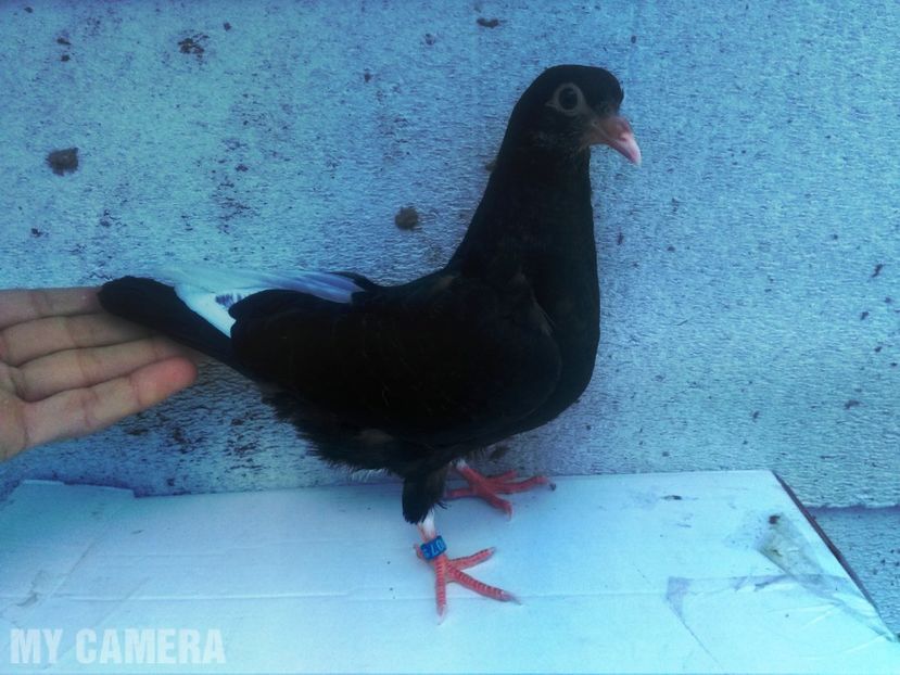 Primul pui de Birmingham - Roller de Birmingham