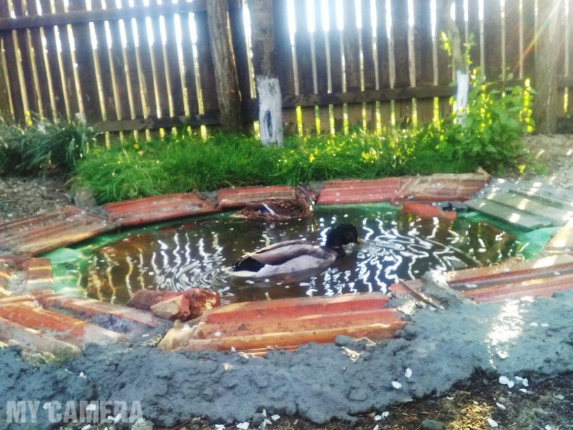 Pe lac - Raţe sălbatice