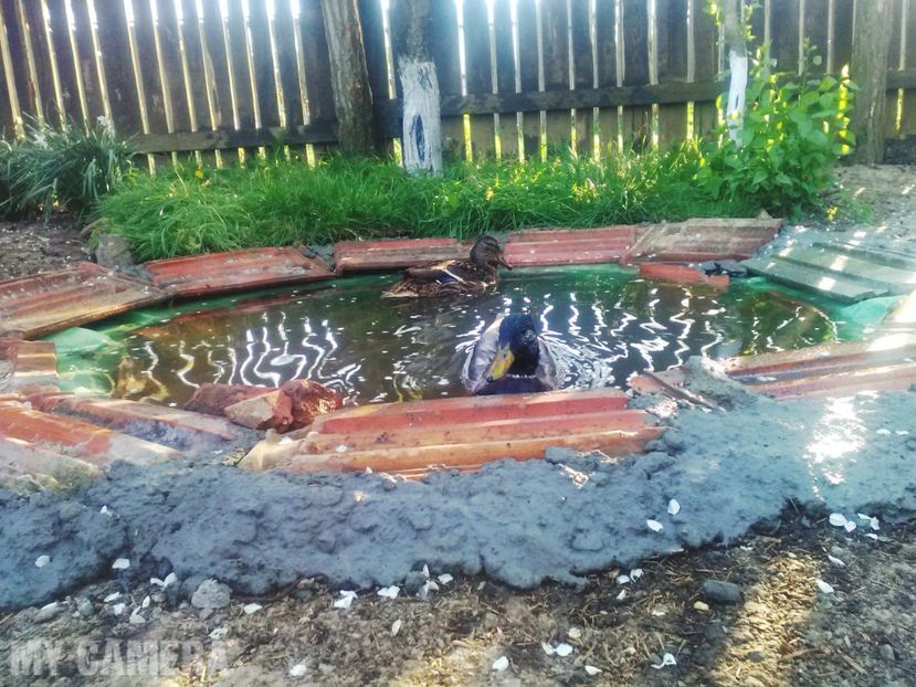 De vorbă, la o sămânţă - Raţe sălbatice