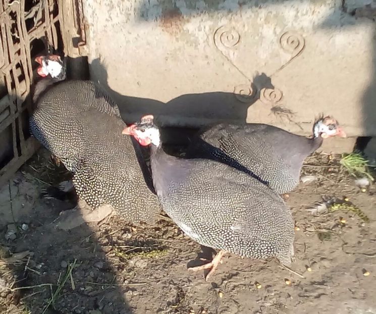  - Matca de bibilici 2018