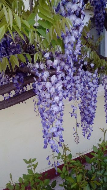  - -Canal YouTube-Flori