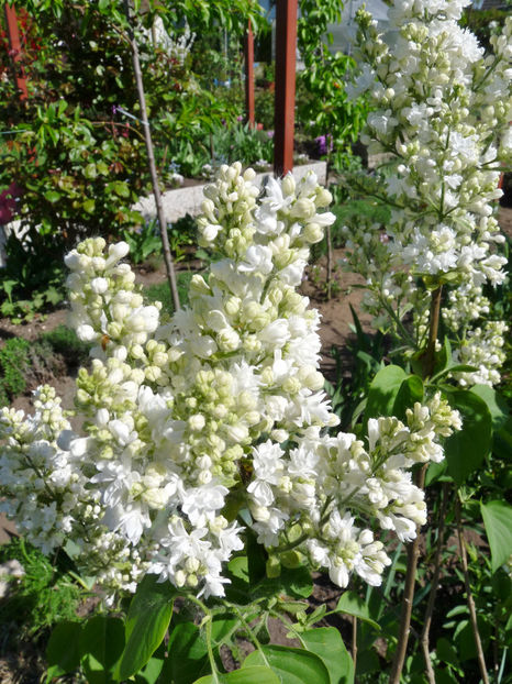  - 2018 - 01 - Primavara