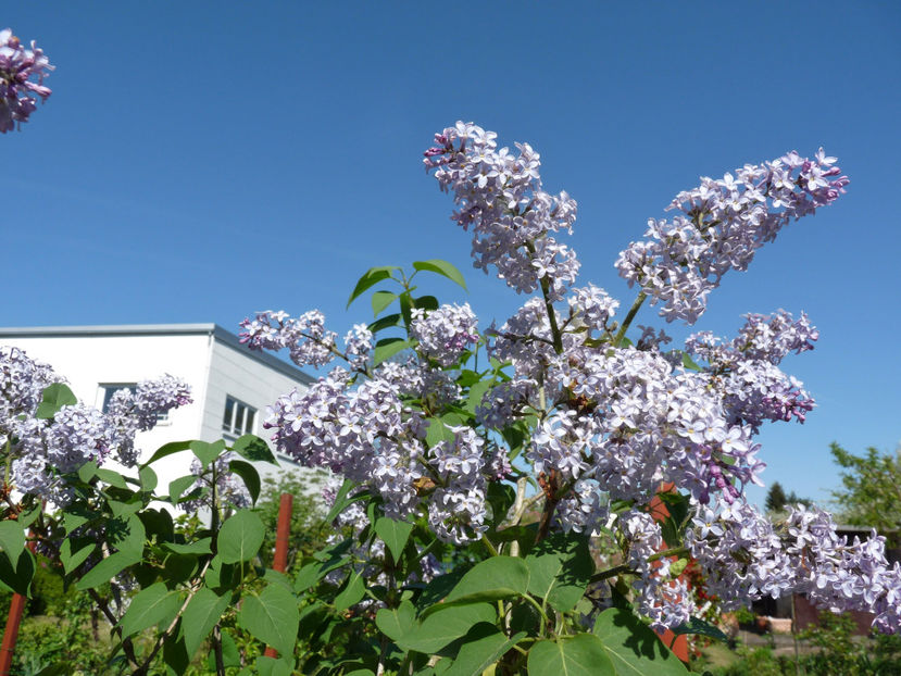  - 2018 - 01 - Primavara