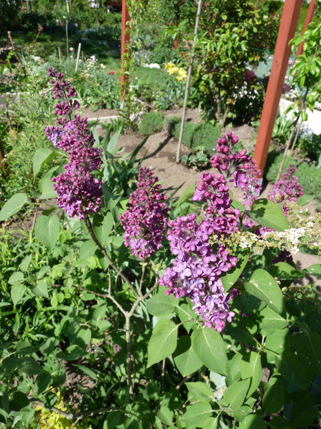  - 2018 - 01 - Primavara