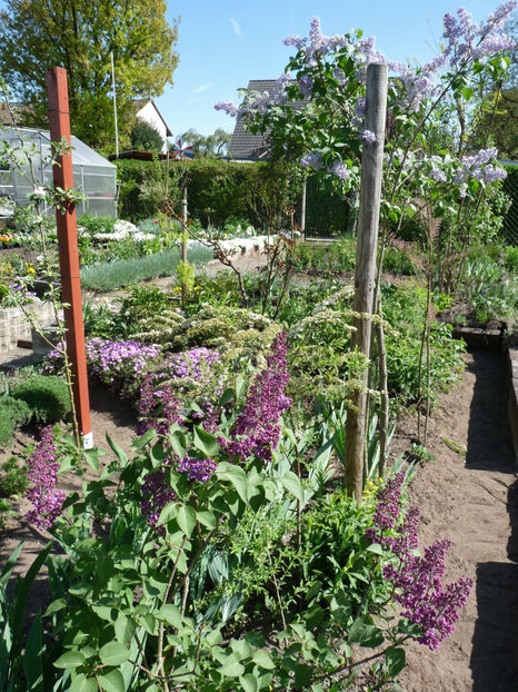  - 2018 - 01 - Primavara