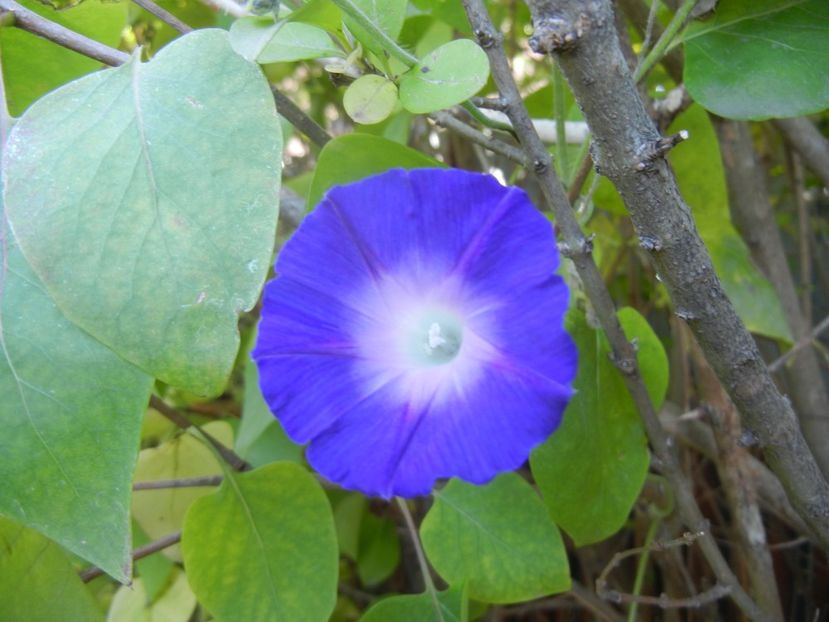 Morning Glory_Ipomoea (2017, Oct.17) - ZORELE Ipomoea