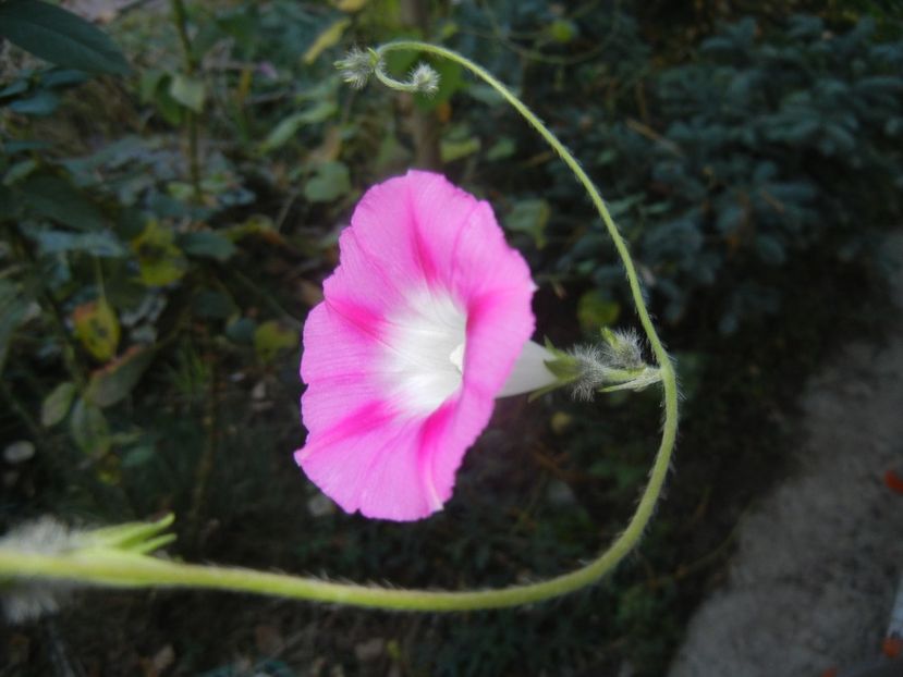 Morning Glory_Ipomoea (2017, Oct.18) - ZORELE Ipomoea