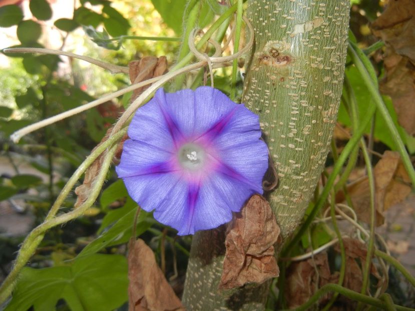 Morning Glory_Ipomoea (2017, Oct.19) - ZORELE Ipomoea