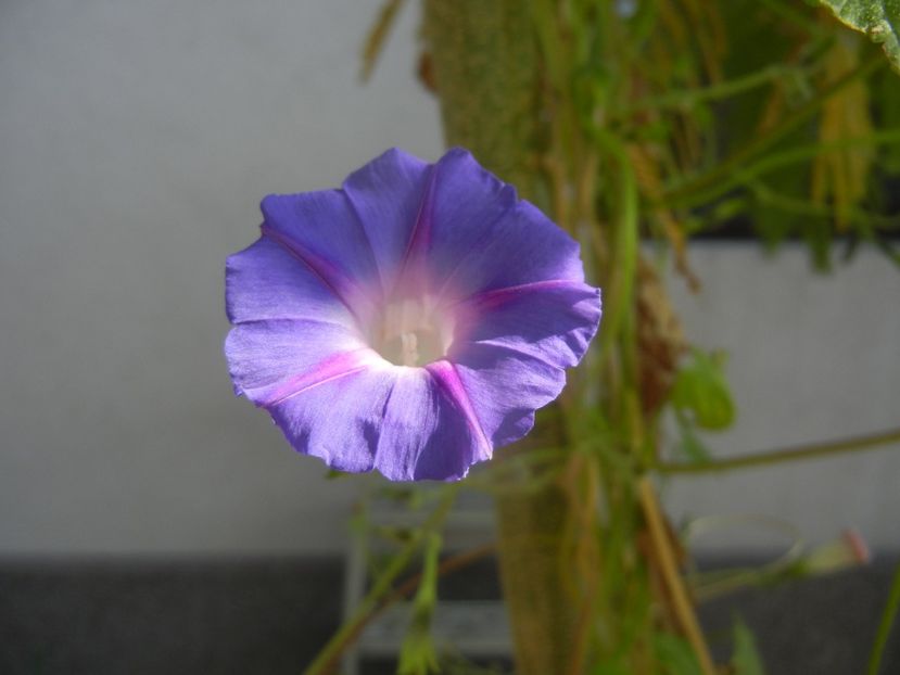 Morning Glory_Ipomoea (2017, Oct.21) - ZORELE Ipomoea