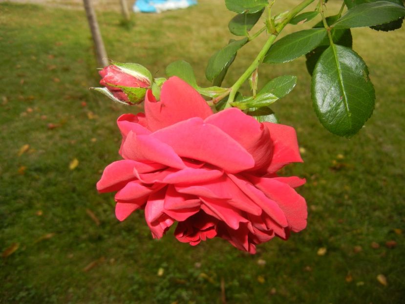 Rose Blaze Superior (2017, Sep.12) - Rose Blaze Superior