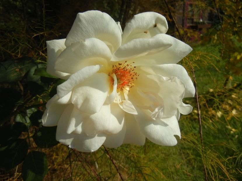 Rose Adriana (2017, Oct.21) - Rose Adriana