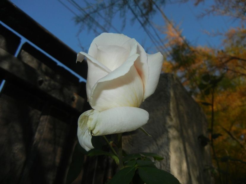 Rose Adriana (2017, Oct.21) - Rose Adriana