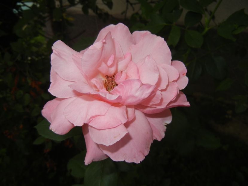Rose Queen Elisabeth (2017, Sep.05) - Rose Queen Elisabeth