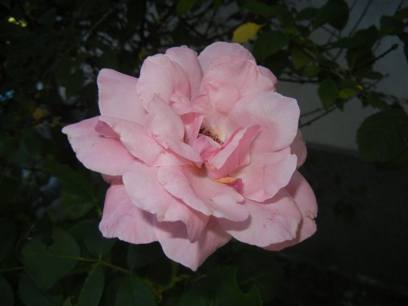 Rose Queen Elisabeth (2017, Sep.06) - Rose Queen Elisabeth
