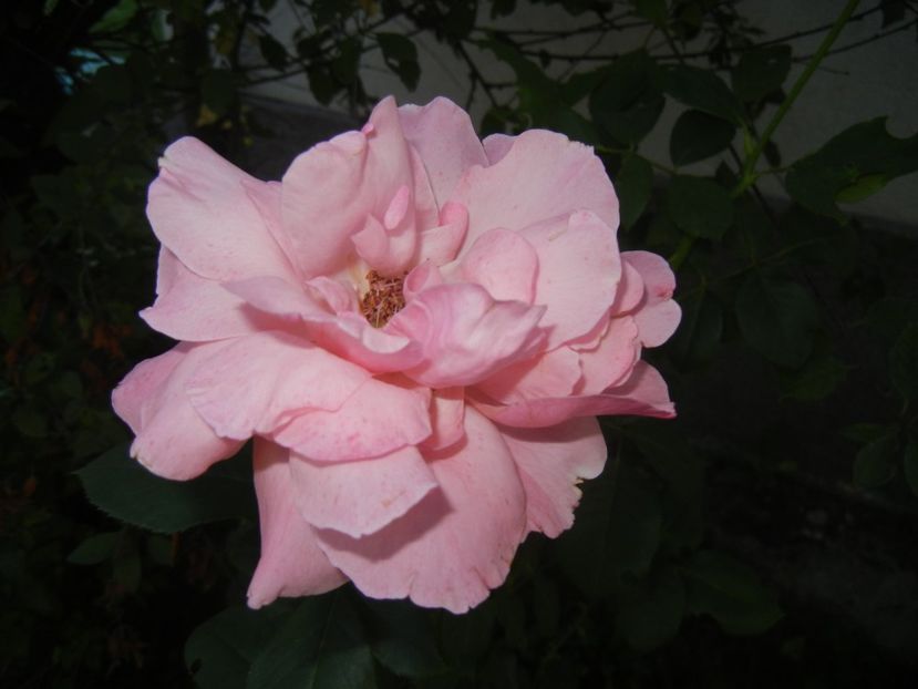 Rose Queen Elisabeth (2017, Sep.06) - Rose Queen Elisabeth
