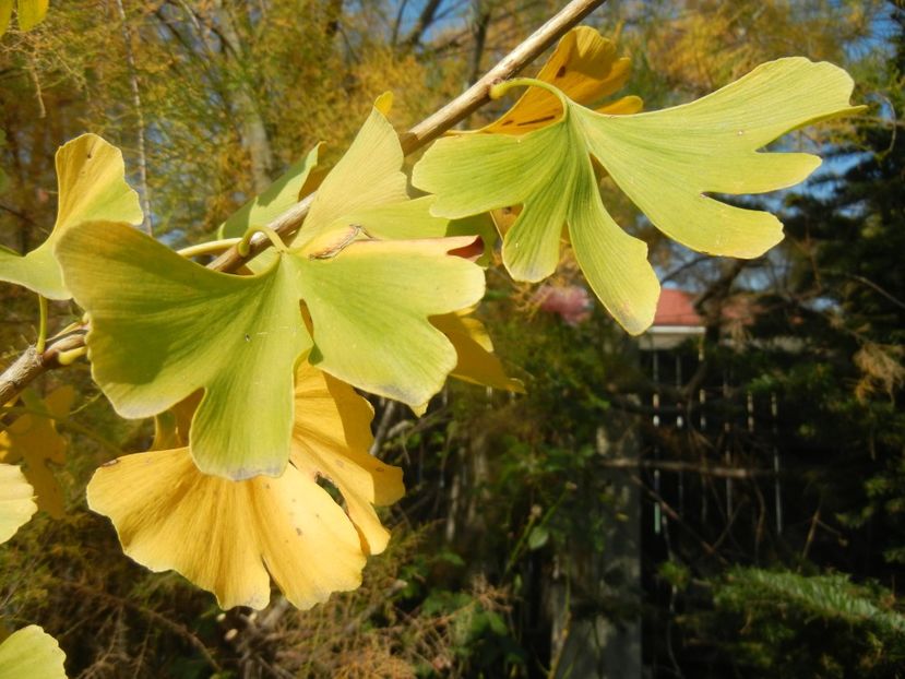 Gingko biloba (2017, October 21) - Gingko biloba