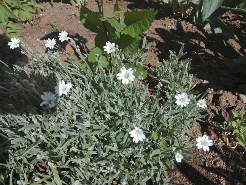  - flori de gradina