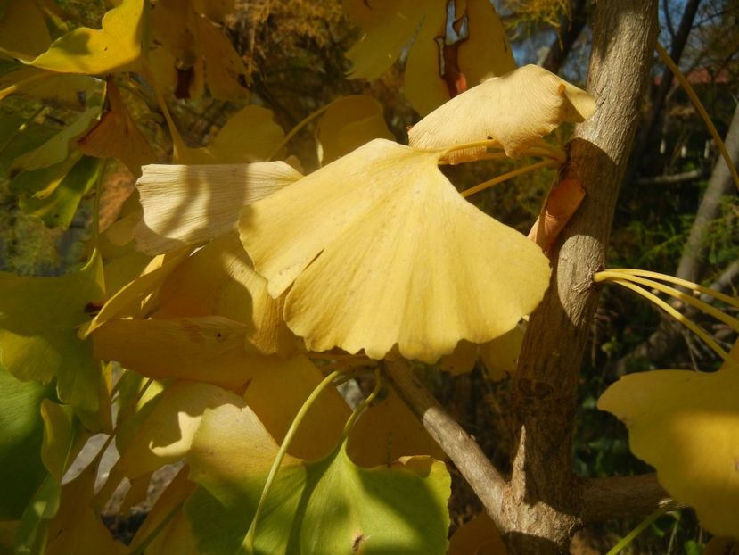 Gingko biloba (2017, October 21) - Gingko biloba