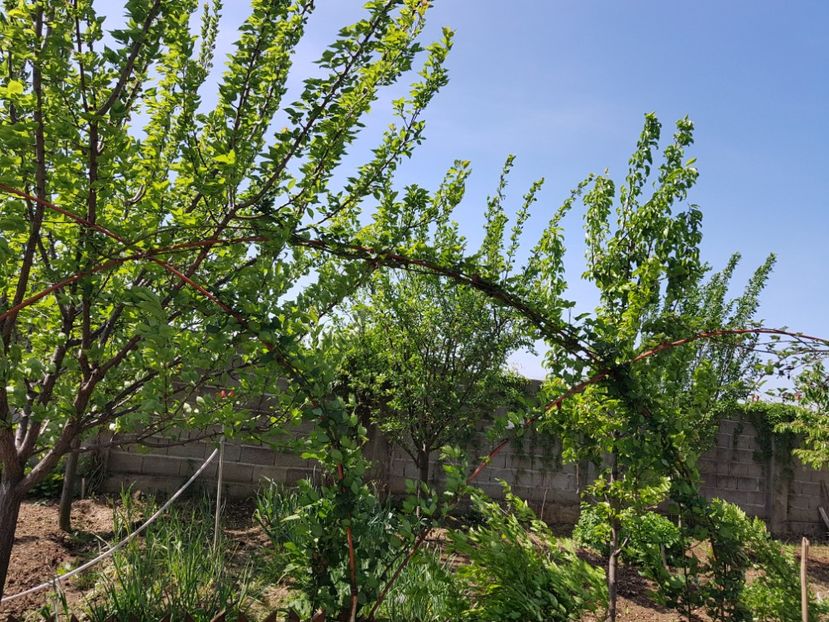 Cativa muri fara tepi - Primavara in Romania