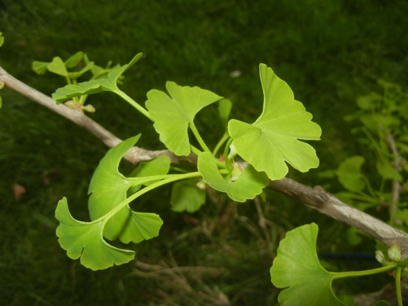 Gingko biloba (2018, April 18) - Gingko biloba