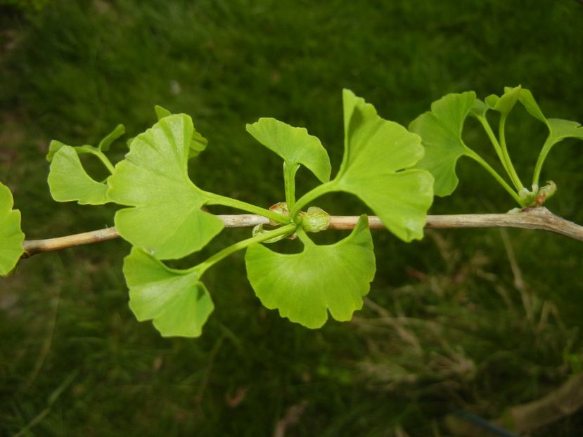 Gingko biloba (2018, April 18) - Gingko biloba