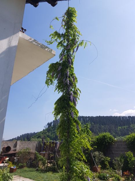  - Primavara in Romania