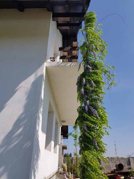 Wisteria  prima inflorire - Primavara in Romania