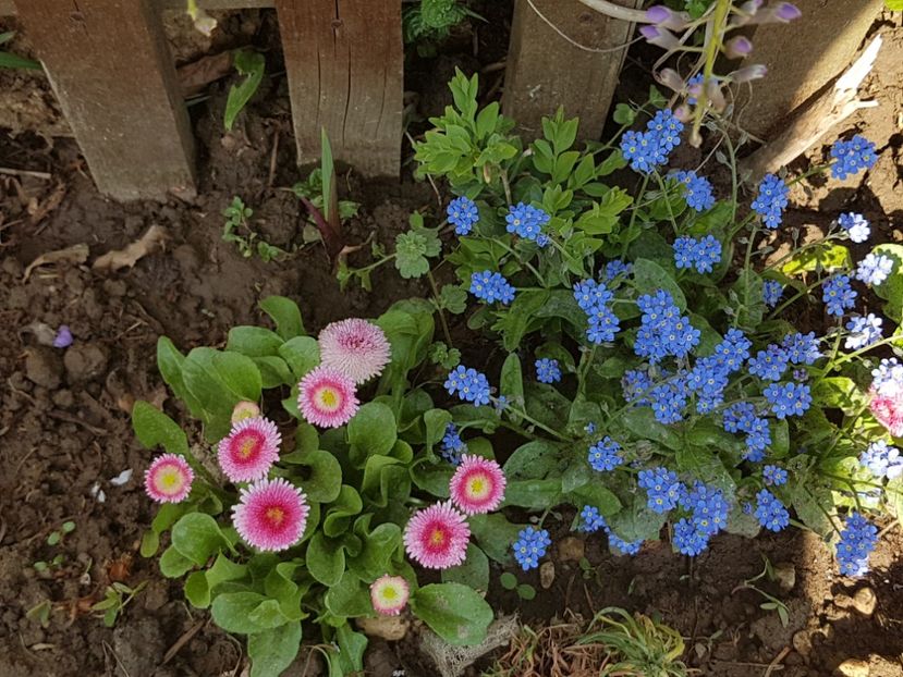  - Primavara in Romania