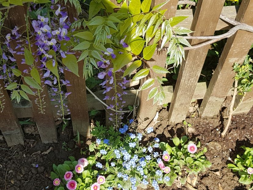  - Primavara in Romania