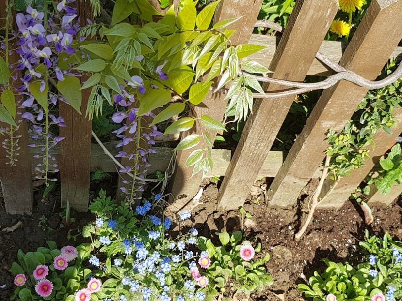  - Primavara in Romania