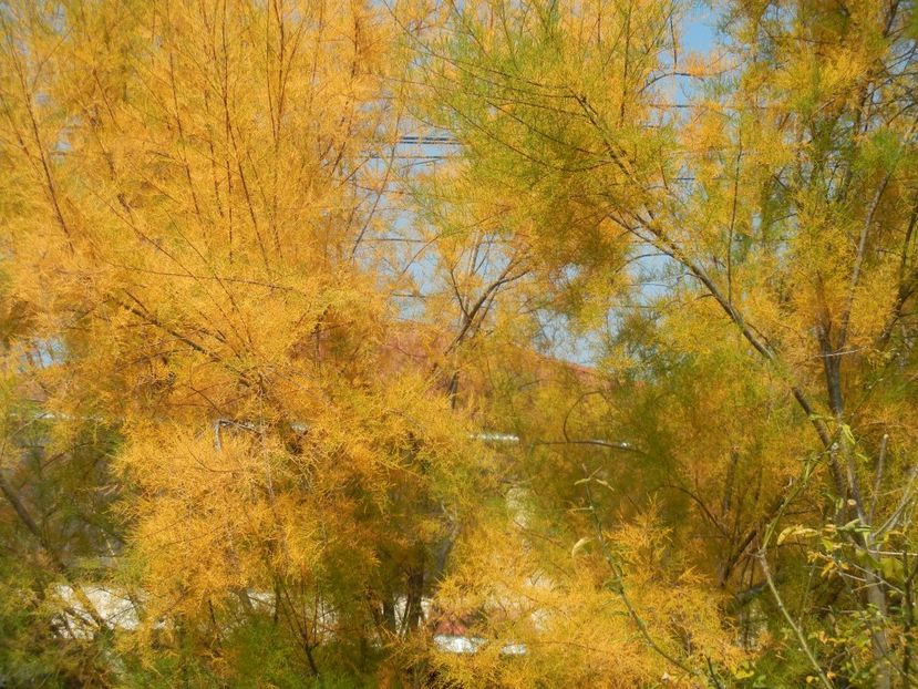 Tamarix tetranda (2017, Oct.21) - Tamarix tetranda