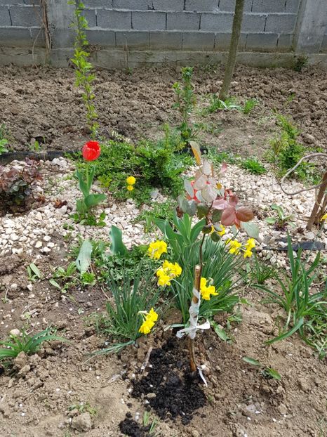  - Primavara in Romania