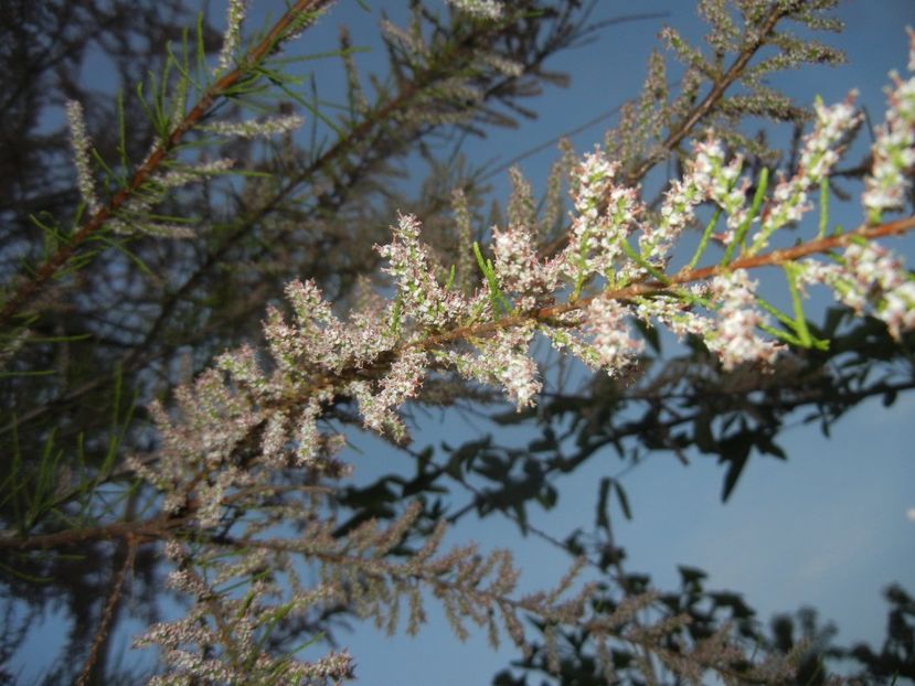 Tamarix tetranda (2017, April 27) - Tamarix tetranda