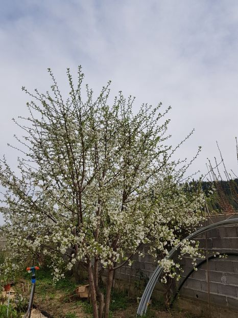  - Primavara in Romania