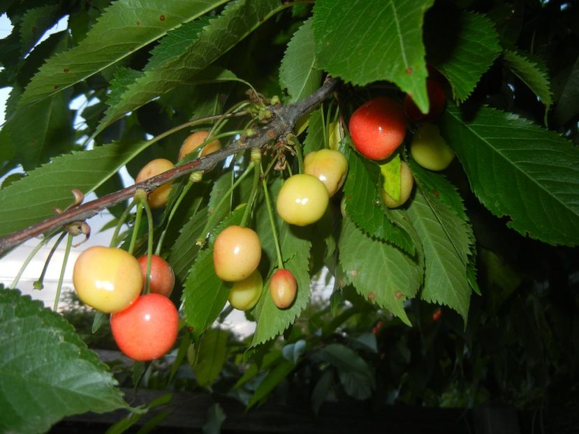 Cherries. Cirese Rubin (2017, May 17) - Cherry Tree_Cires Rubin