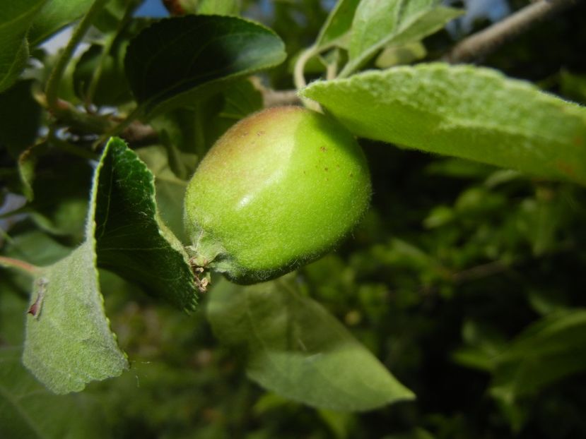 Apple Summer Red (2017, May 14) - Apple Tree_Mar Summer Red