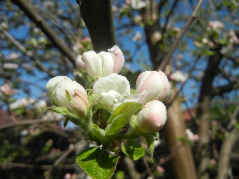 Apple Blossom (2017, April 13) - Apple Tree_Mar Summer Red