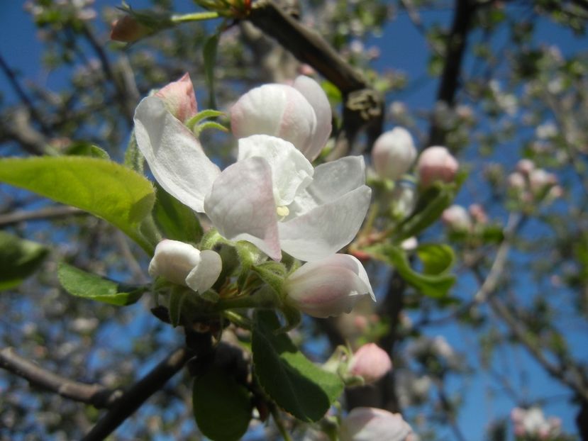 Apple Blossom (2017, April 13) - Apple Tree_Mar Summer Red